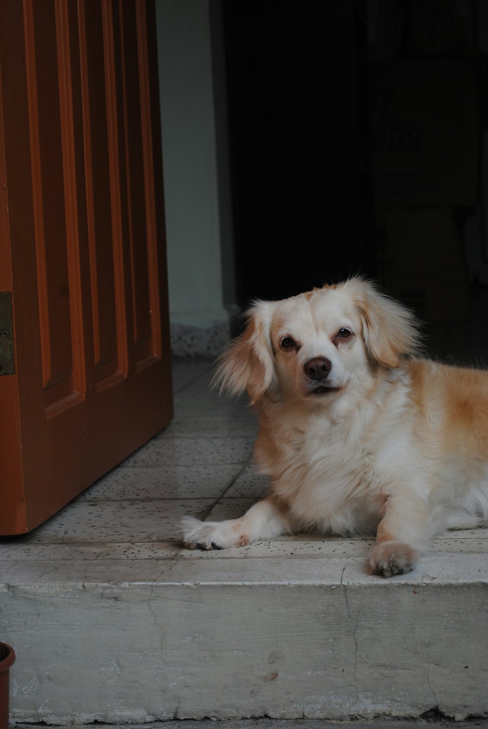 a dog sitting on a sidewalk