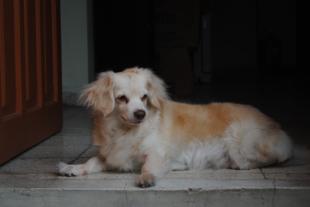 a dog lying on the ground