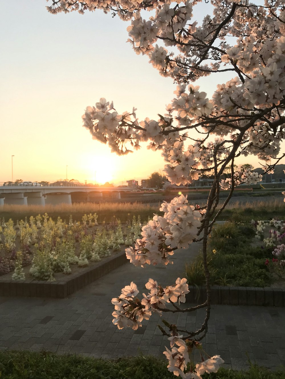 a tree with white flowers