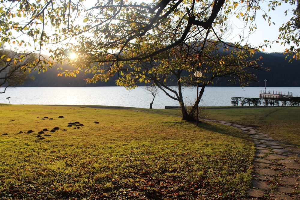 a tree next to a body of water