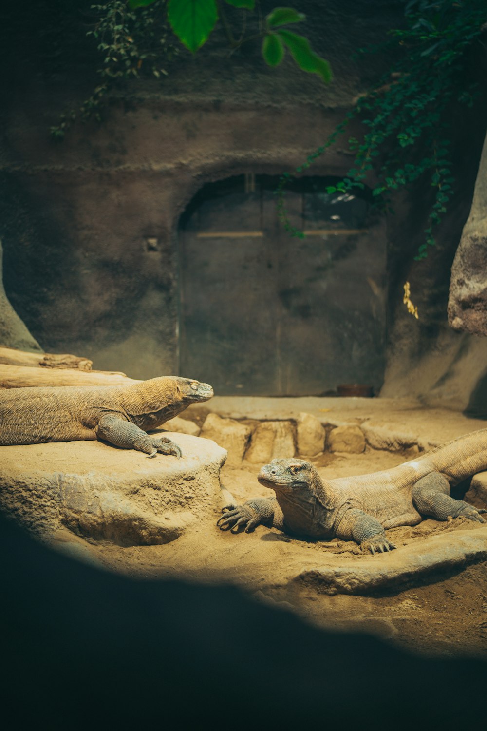 a group of alligators in a zoo exhibit