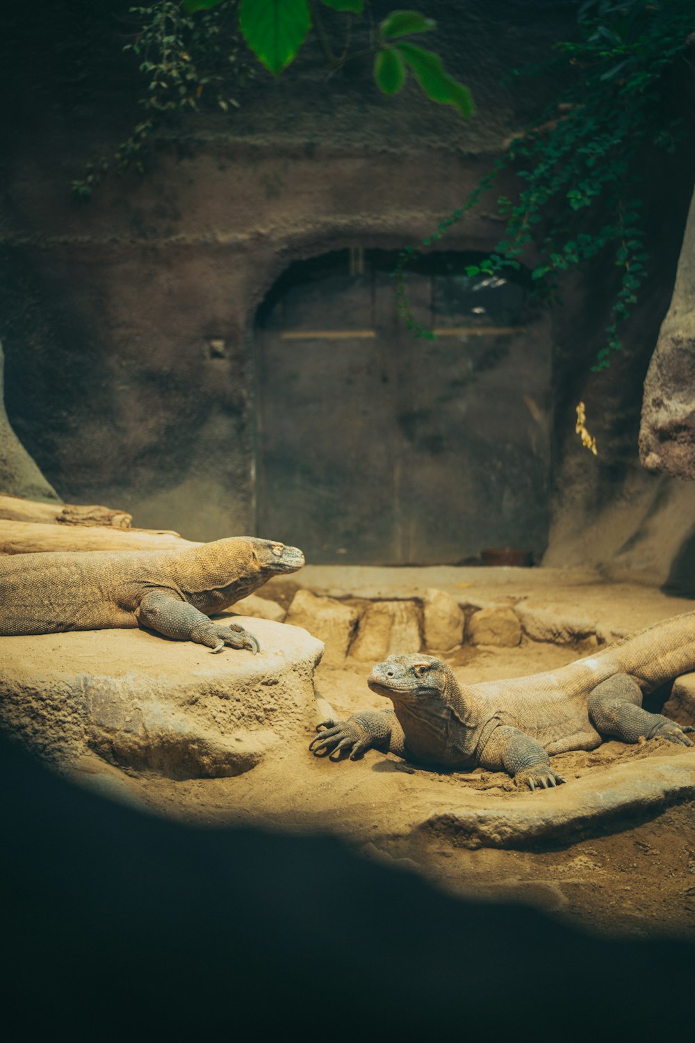 Un grupo de caimanes en una exhibición de zoológico