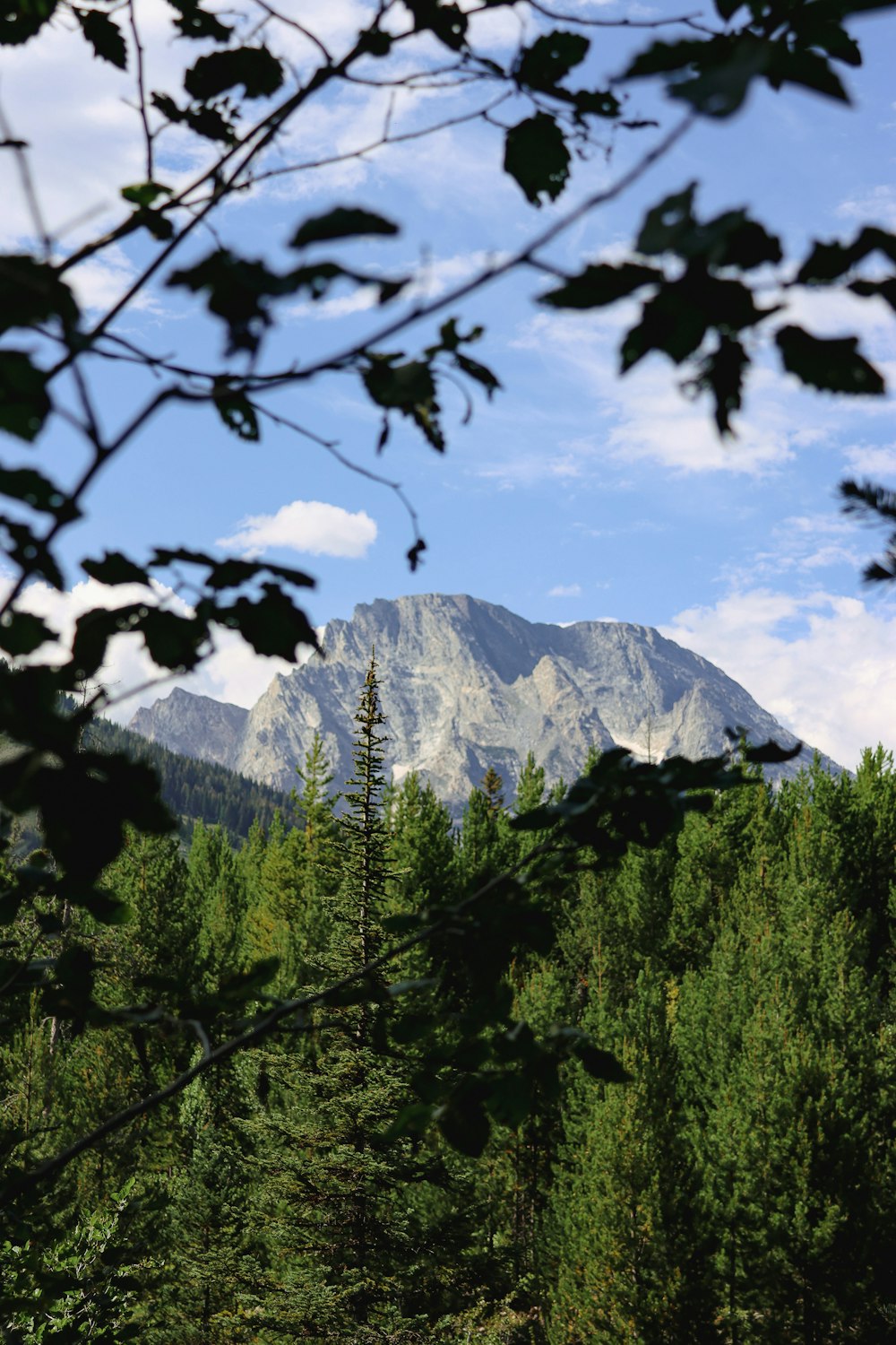 a mountain with trees and a snow covered mountain in the background