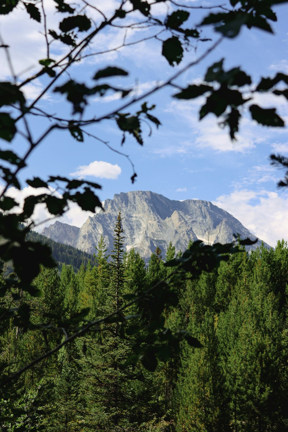 Ein Berg mit Bäumen und einem schneebedeckten Berg im Hintergrund