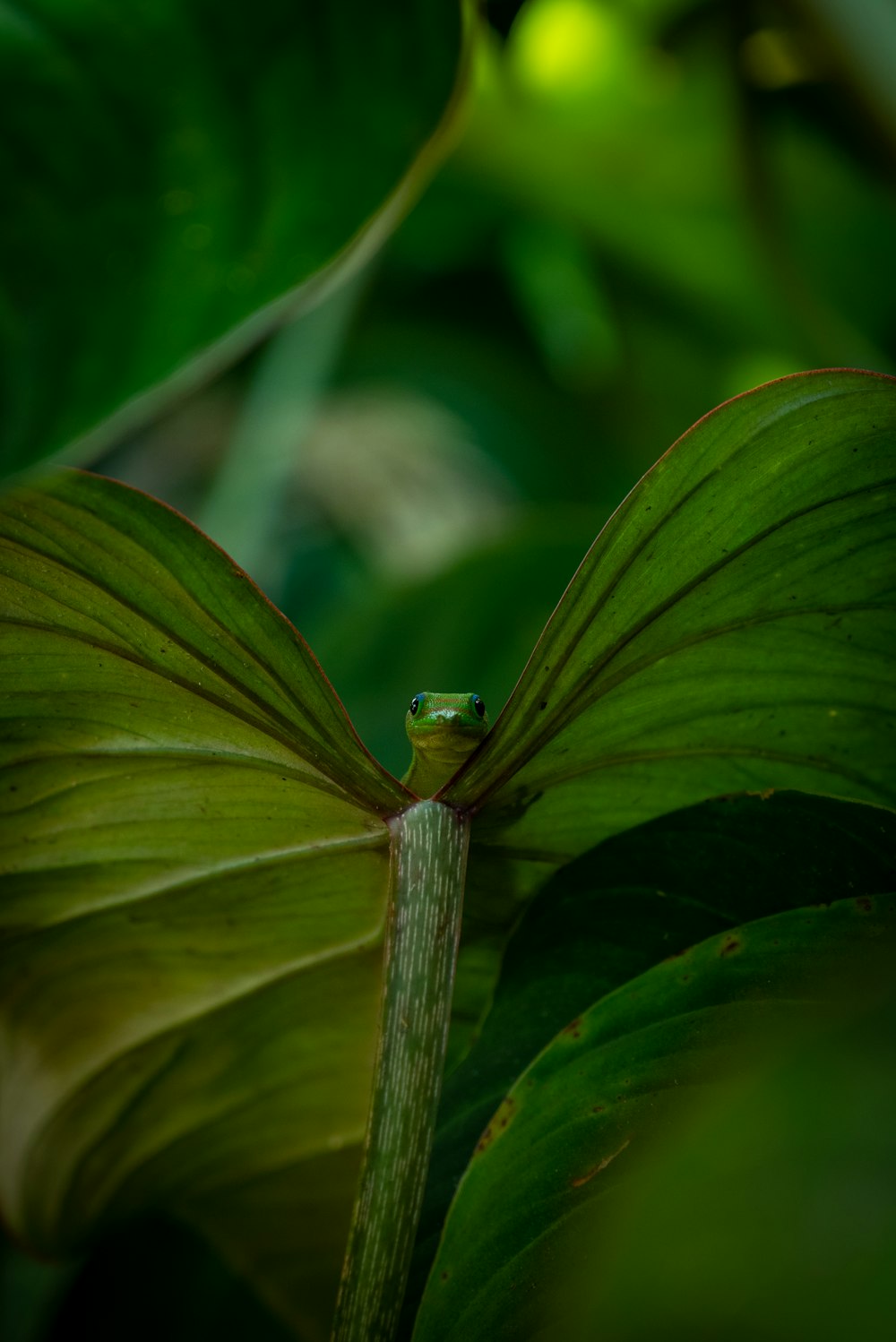 Un insecte sur une feuille