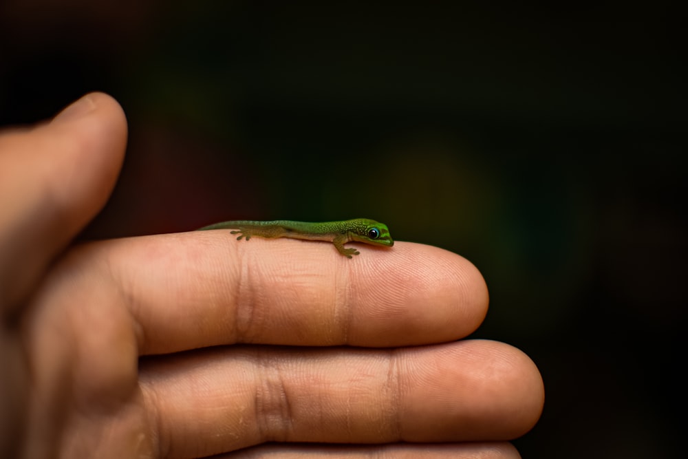 a green frog on a person's finger