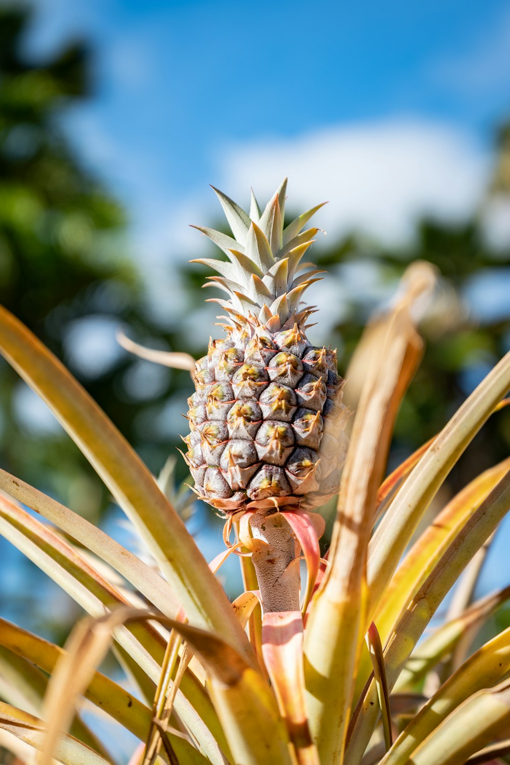 a close-up of a plant