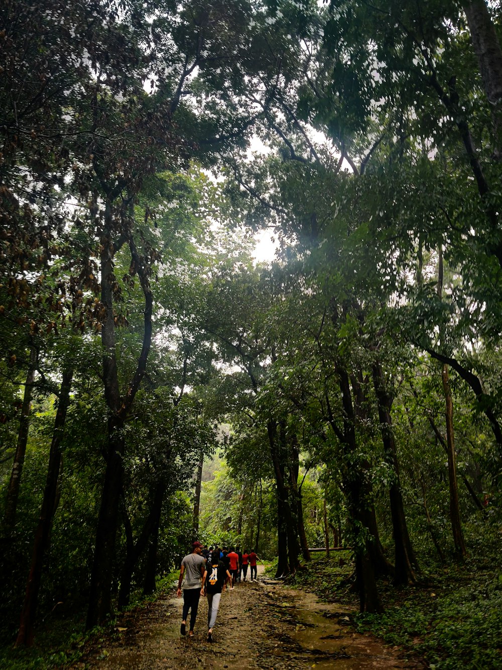 a group of people walking on a path through a forest