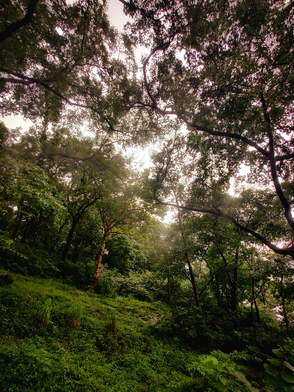 a forest with trees and plants
