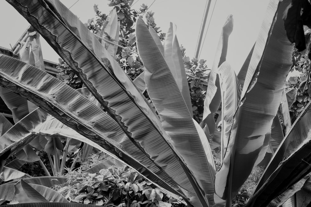 a group of plants