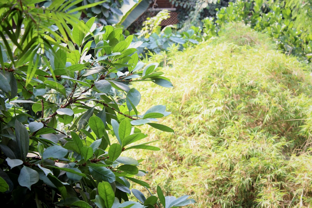 a field of grass and plants