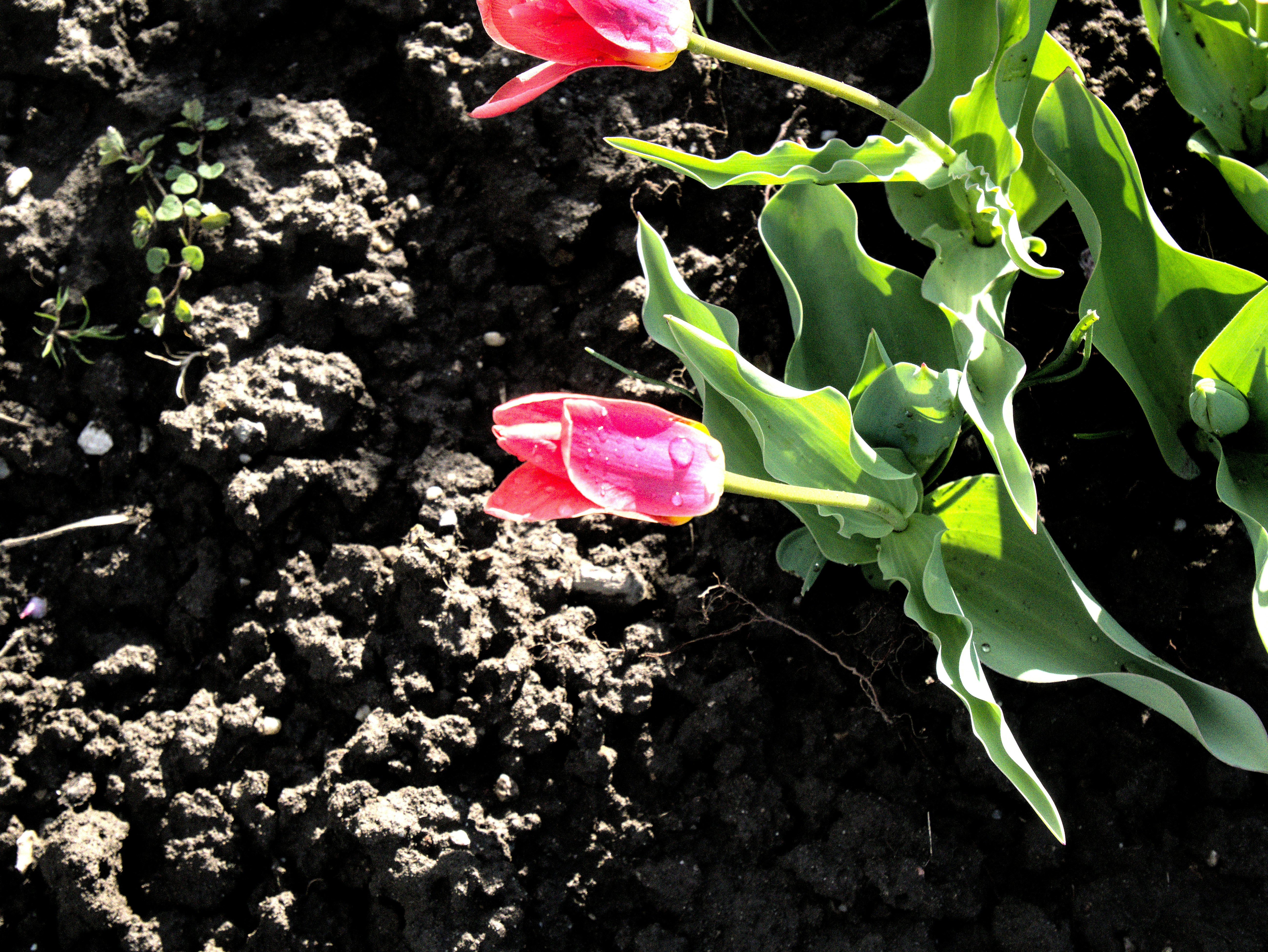 Pink tulip buds and green leaves emerge beside dark, textured soil in a close-up garden scene. A macro-style photograph emphasizes contrast between delicate petals and rough earth.