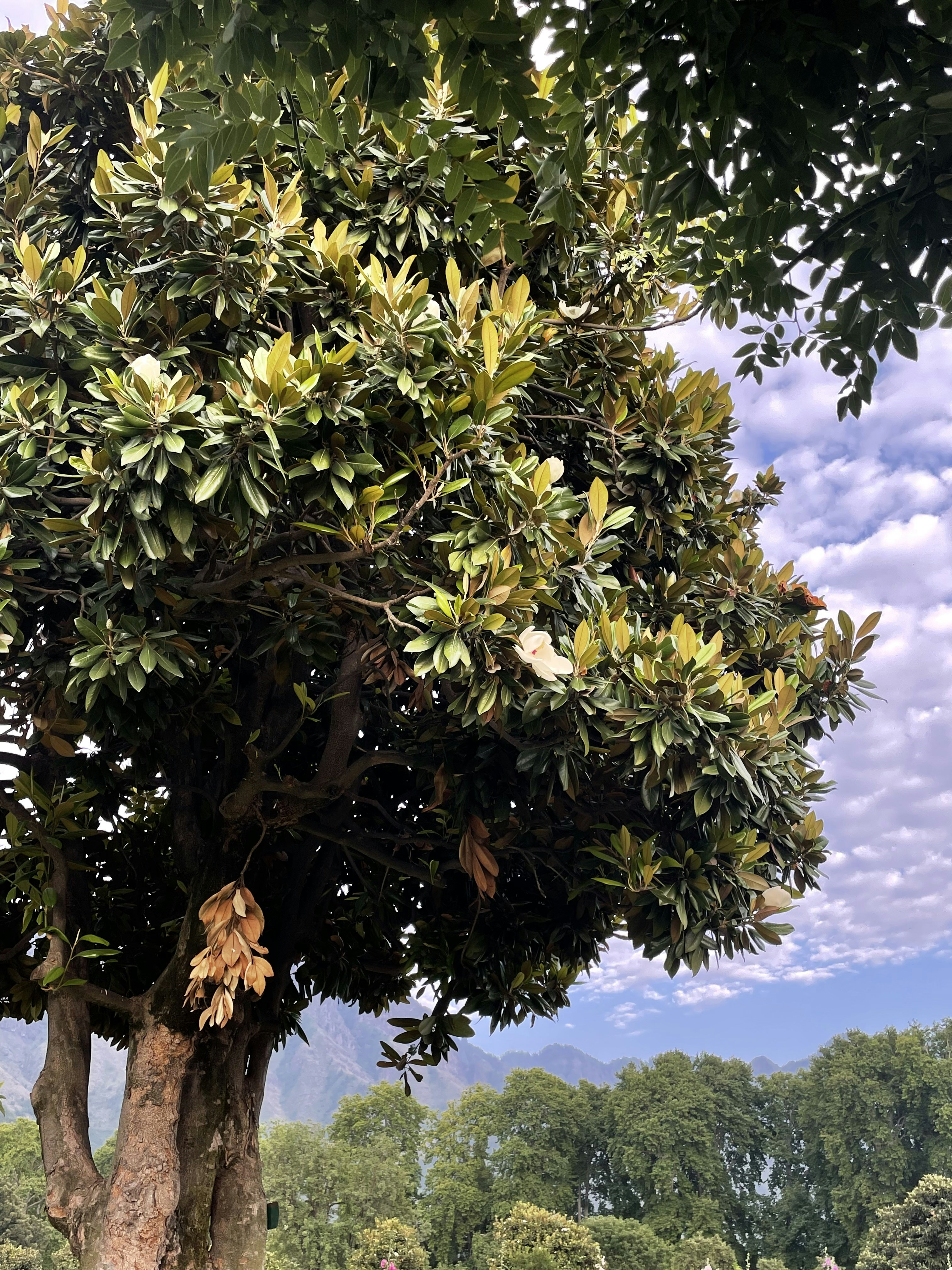 a tree with many leaves