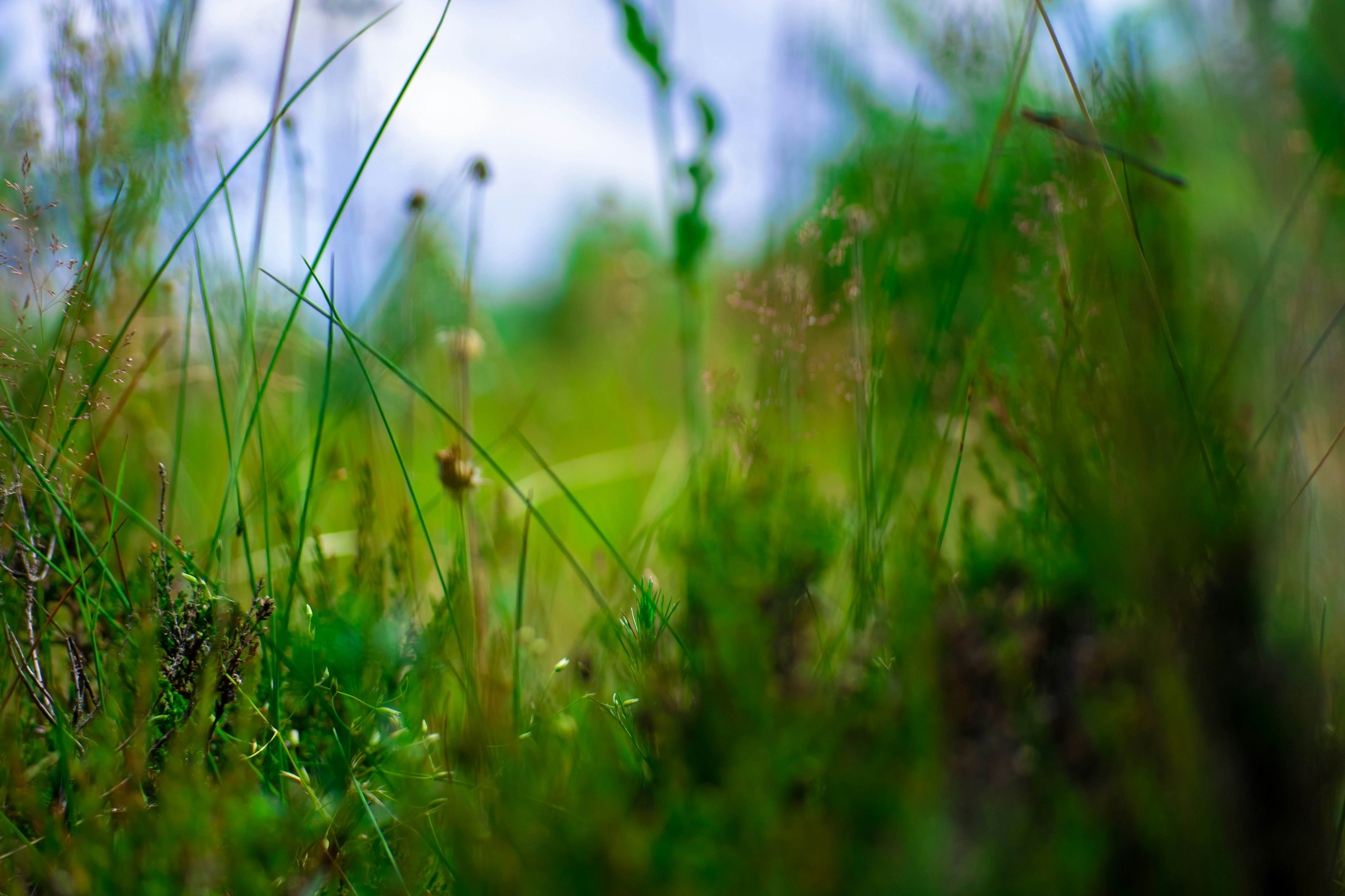 Photo by nikkitenkos