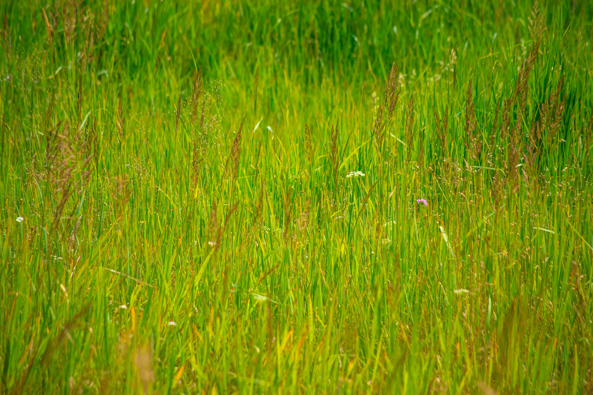 a close up of grass