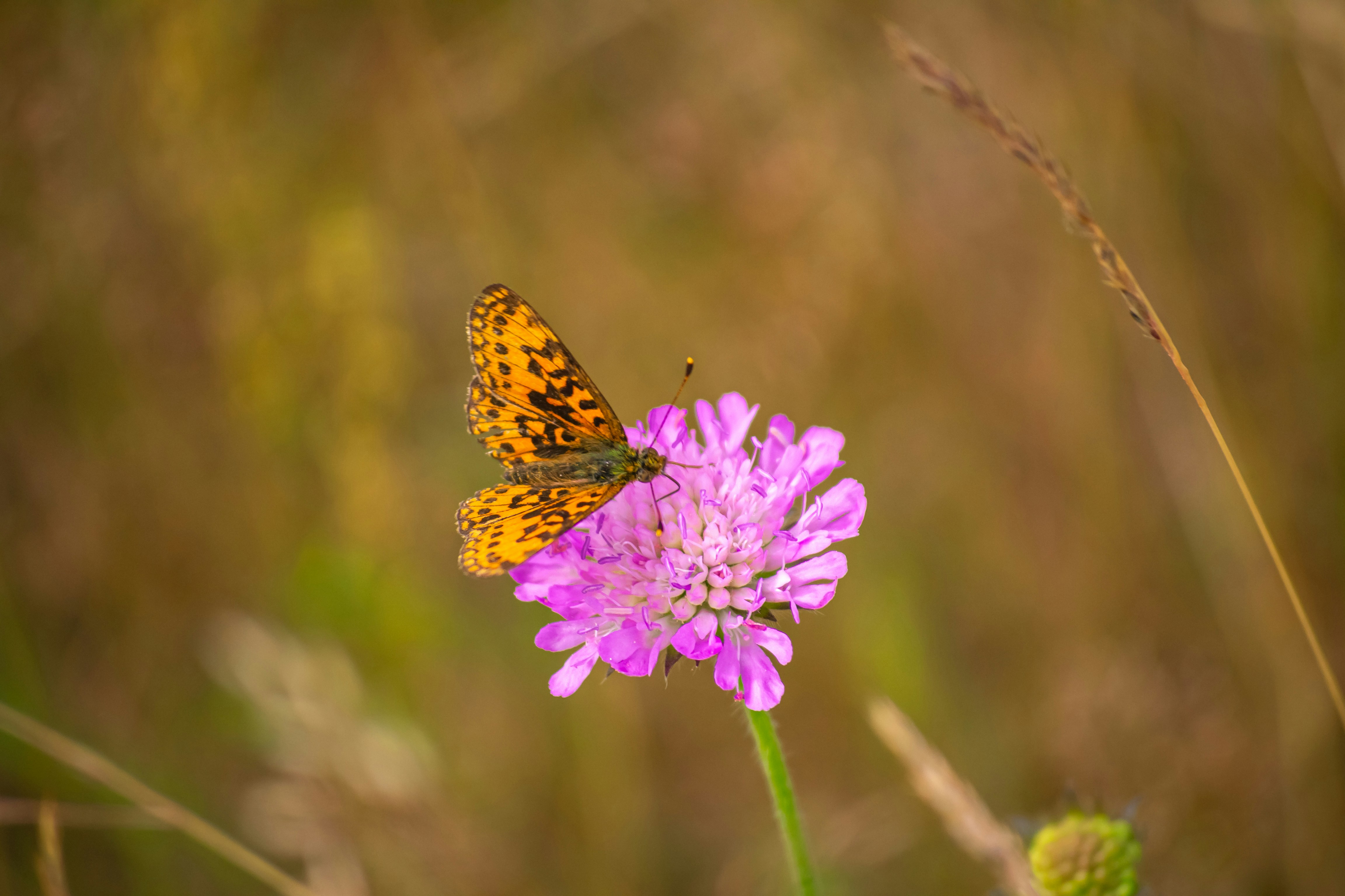 Photo by nikkitenkos