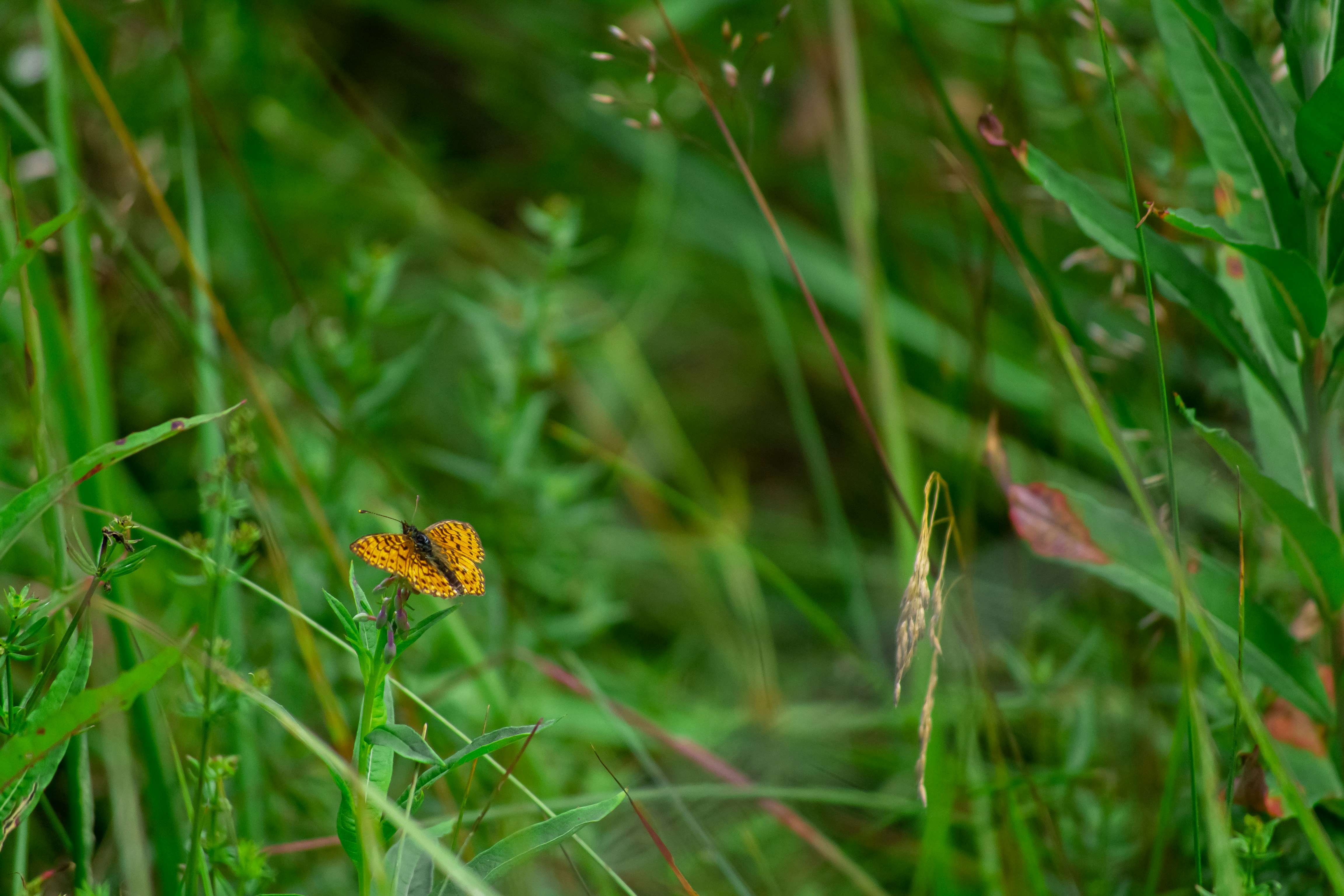 Photo by nikkitenkos