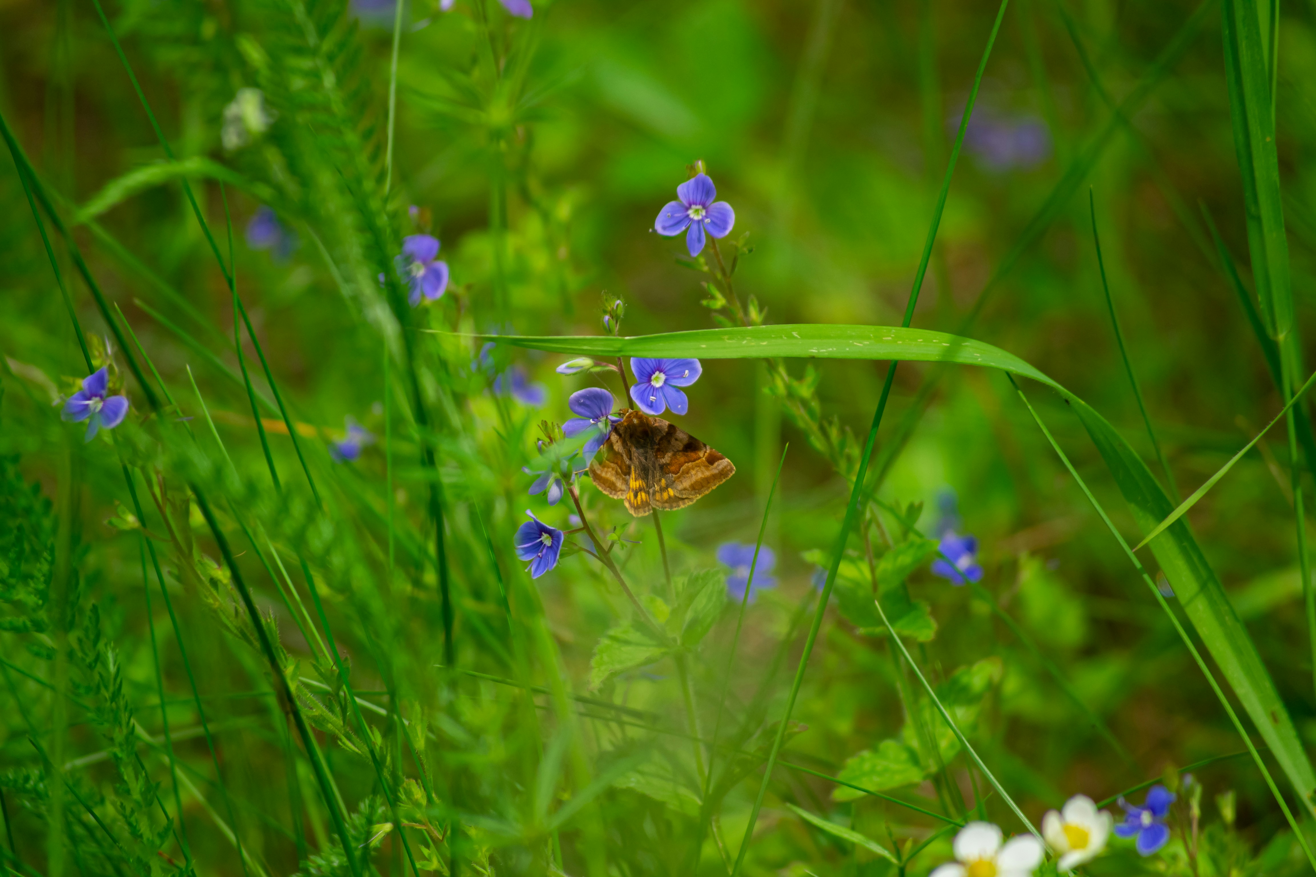 Photo by nikkitenkos