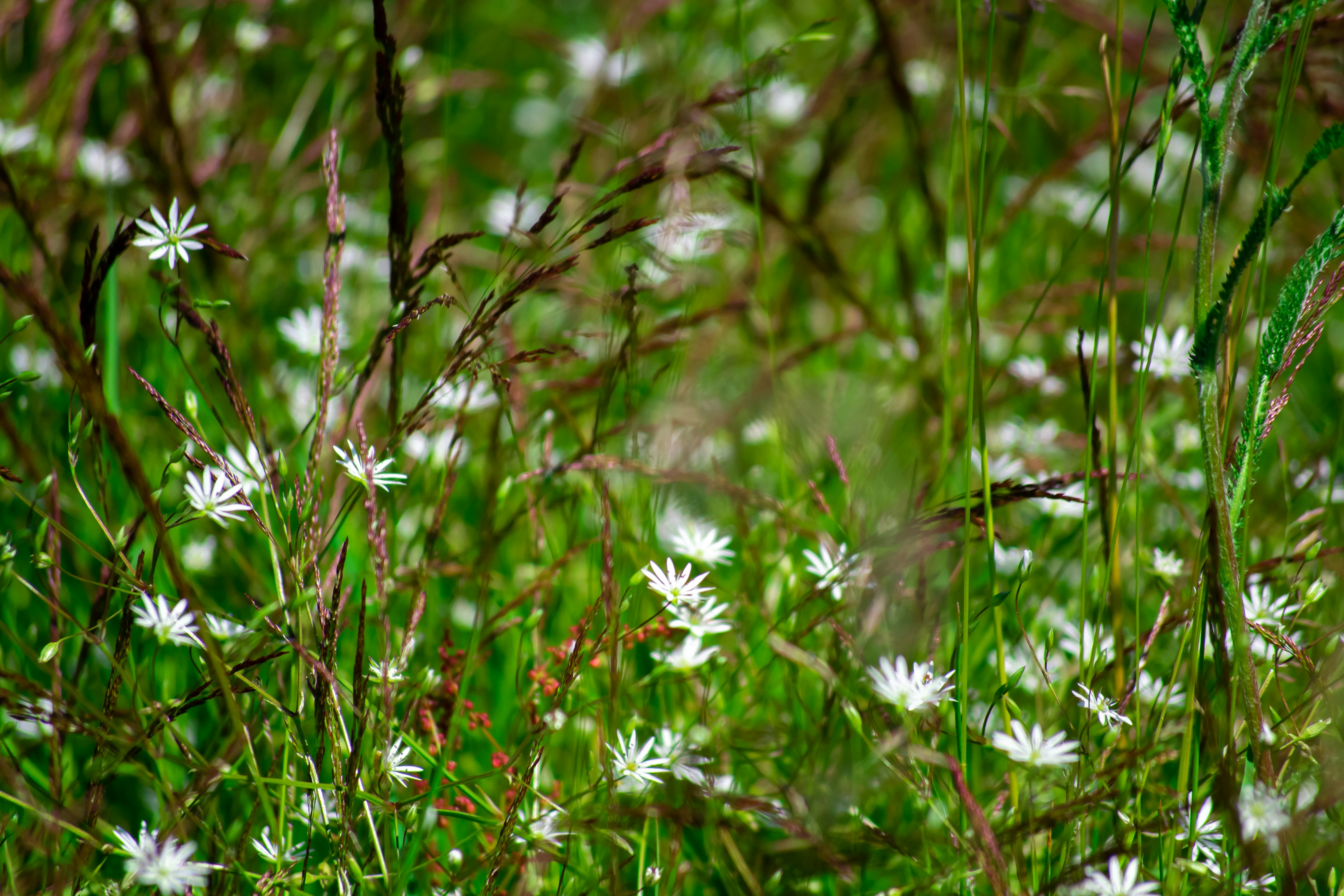 Photo by nikkitenkos