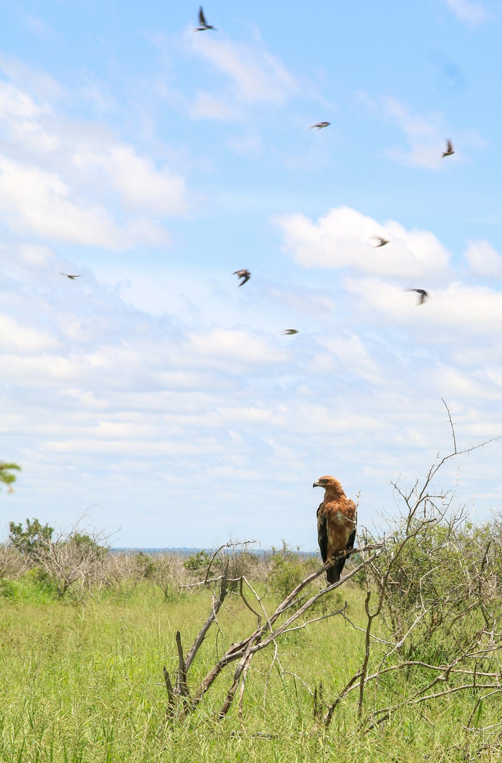 a bird sits on a branch