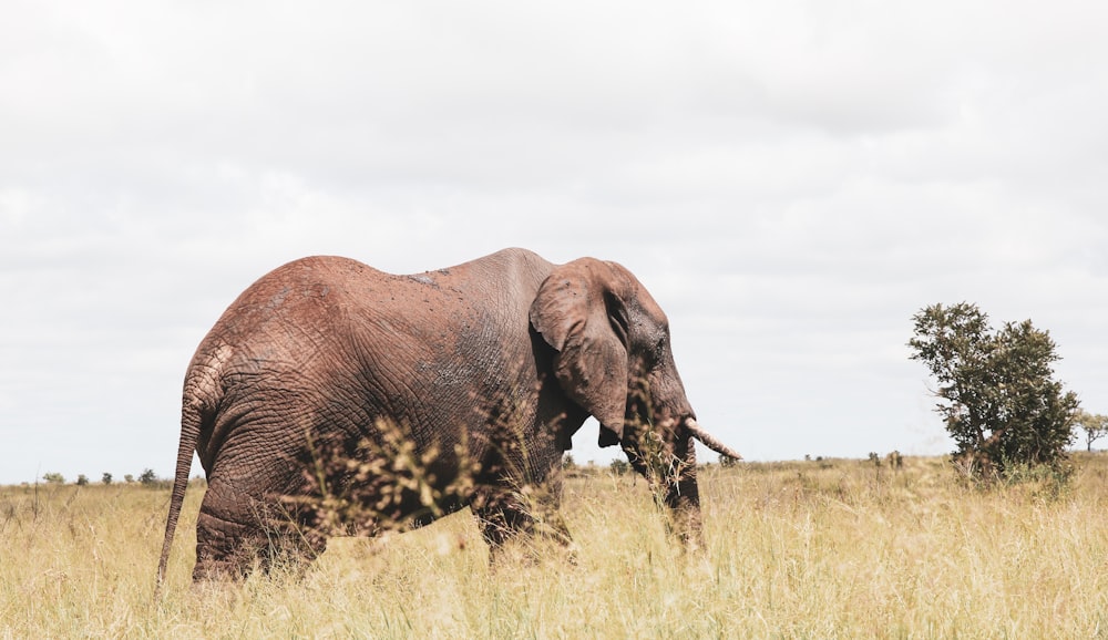 an elephant with tusks in a grassland