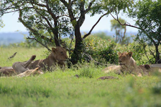 A panoramic shot of a pride resting together under the shade of an acacia tree.