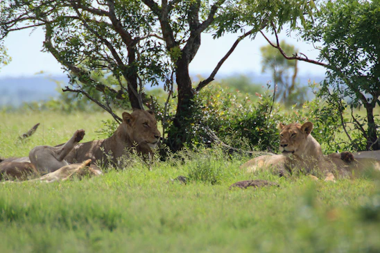 A vibrant scene of a lion resting under an acacia tree with zebras grazing nearby in the golden savanna.