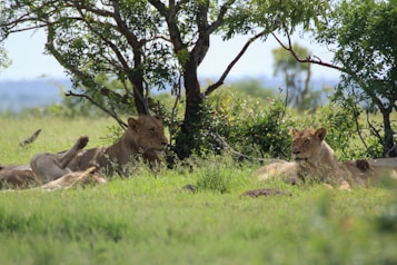 A group of lions rests in the shade of a tree in a grassy savannah. The lush greenery and the distant horizon create a serene natural setting.