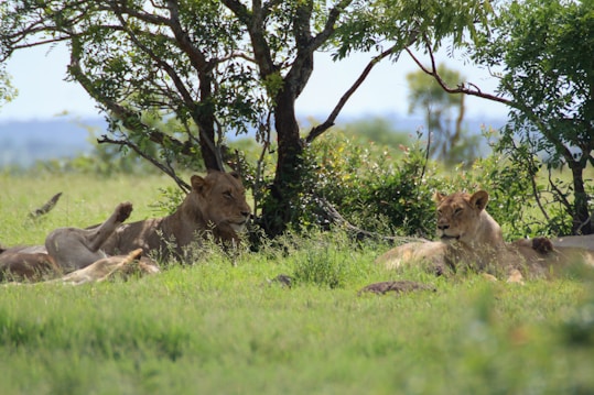 A group of lions rests in the shade of a tree in a grassy savannah. The lush greenery and the distant horizon create a serene natural setting.