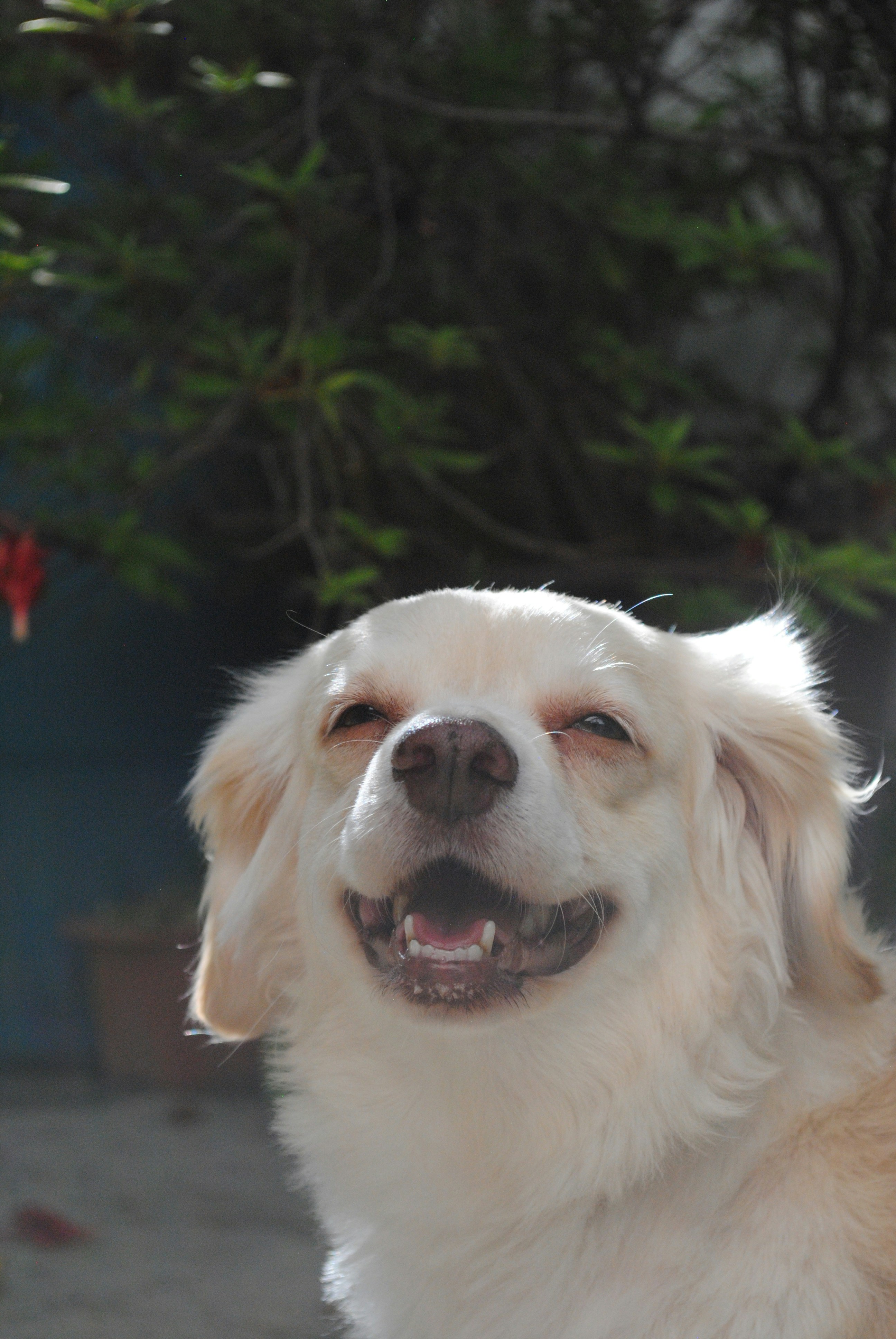 Happy dog with a bowl of dehydrated chicken treats