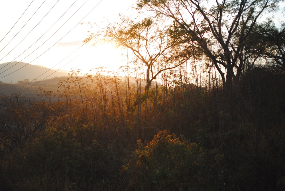 uma floresta com árvores e o sol brilhando através das árvores