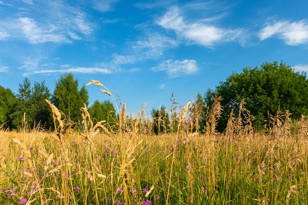 ein grasbewachsenes Feld mit Bäumen im Hintergrund