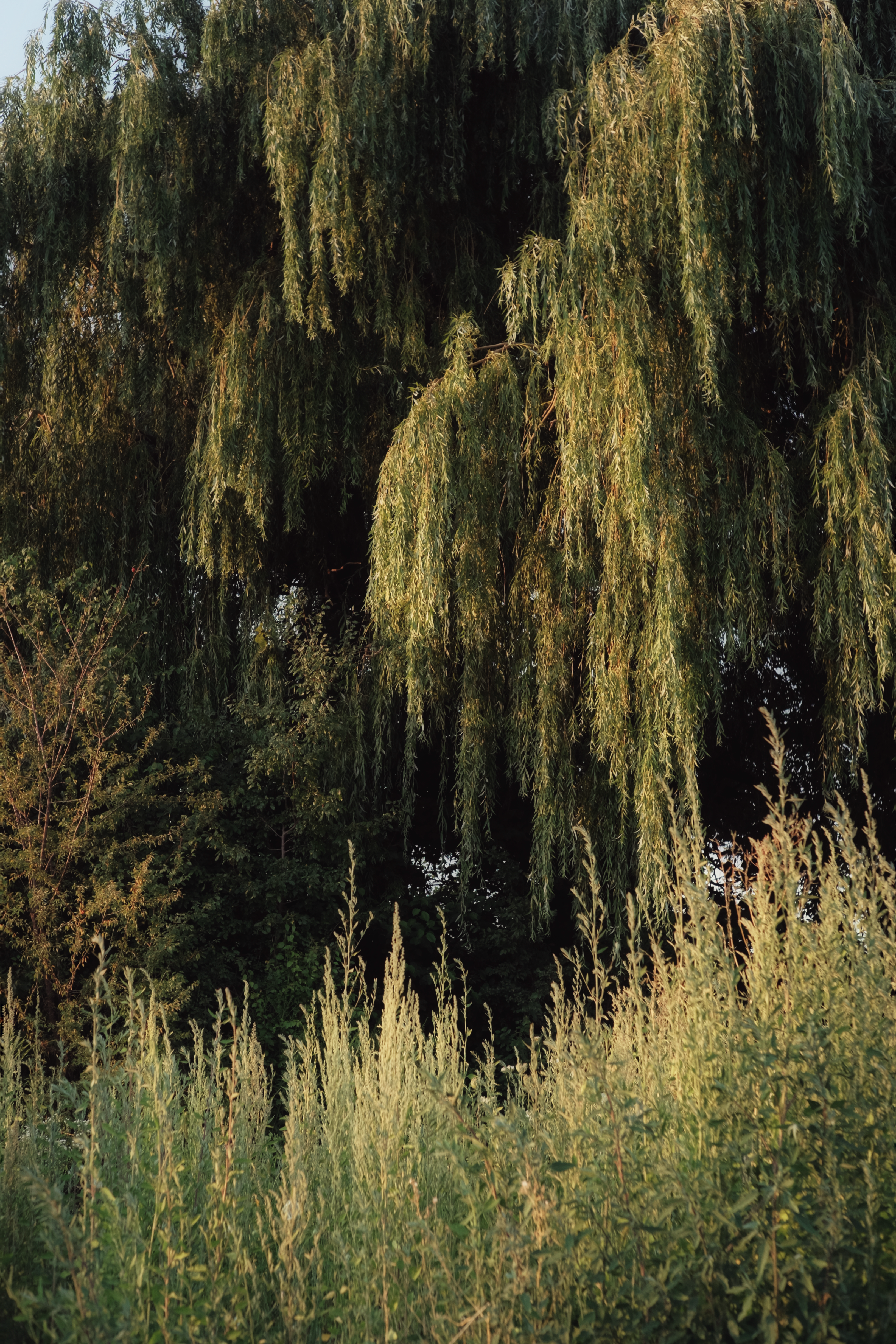a large tree with moss growing on it