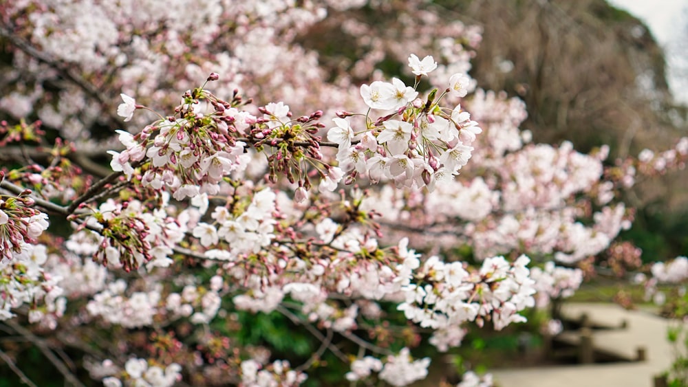 a close up of a tree branch with white flowers