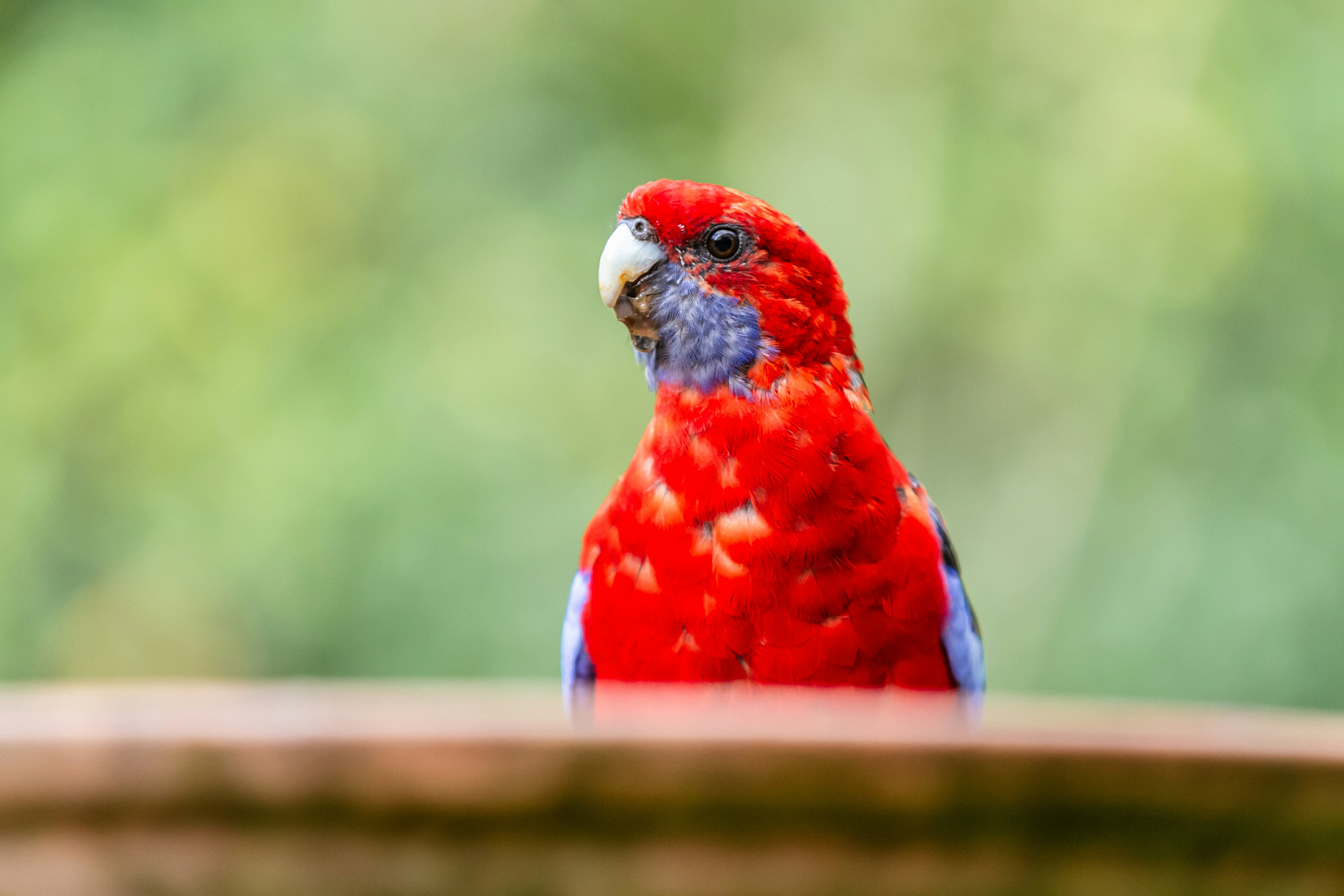 a red bird with a blue head