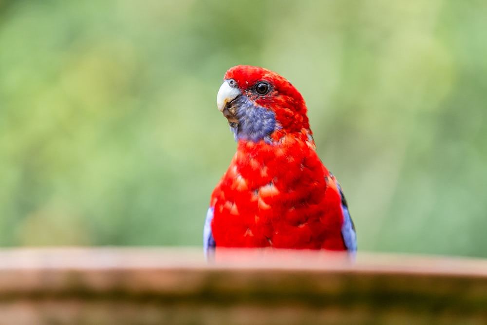 a red bird with a blue head