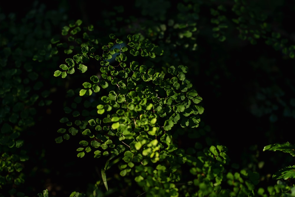 a close up of some plants