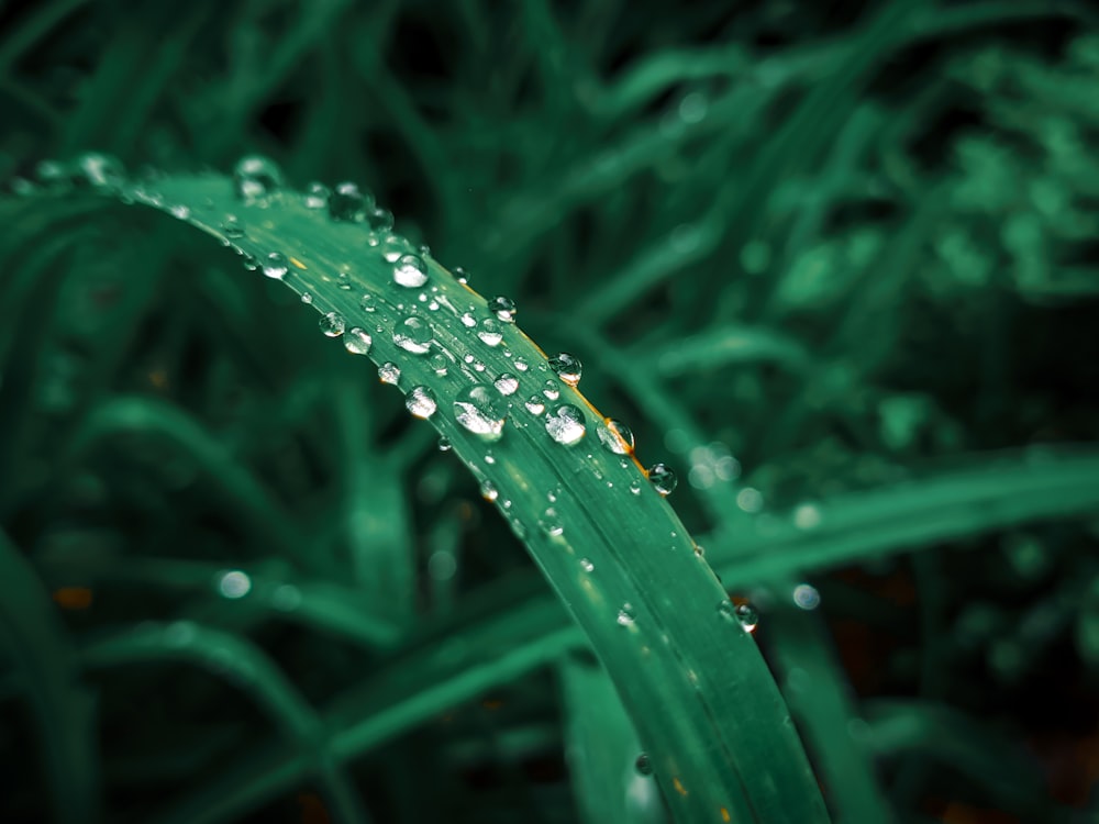 water droplets on a leaf