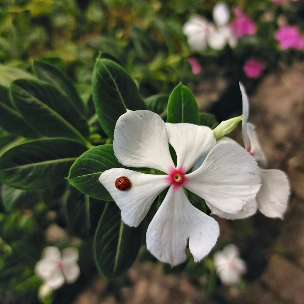 a white flower with a red bug on it
