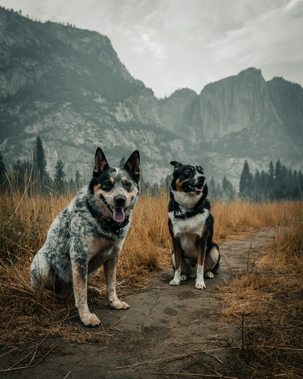 a dog standing on top of a mountain