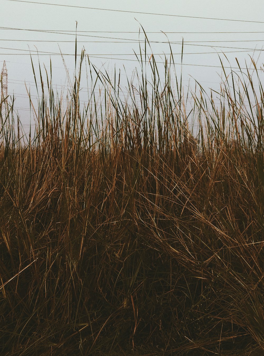 a field of tall grass