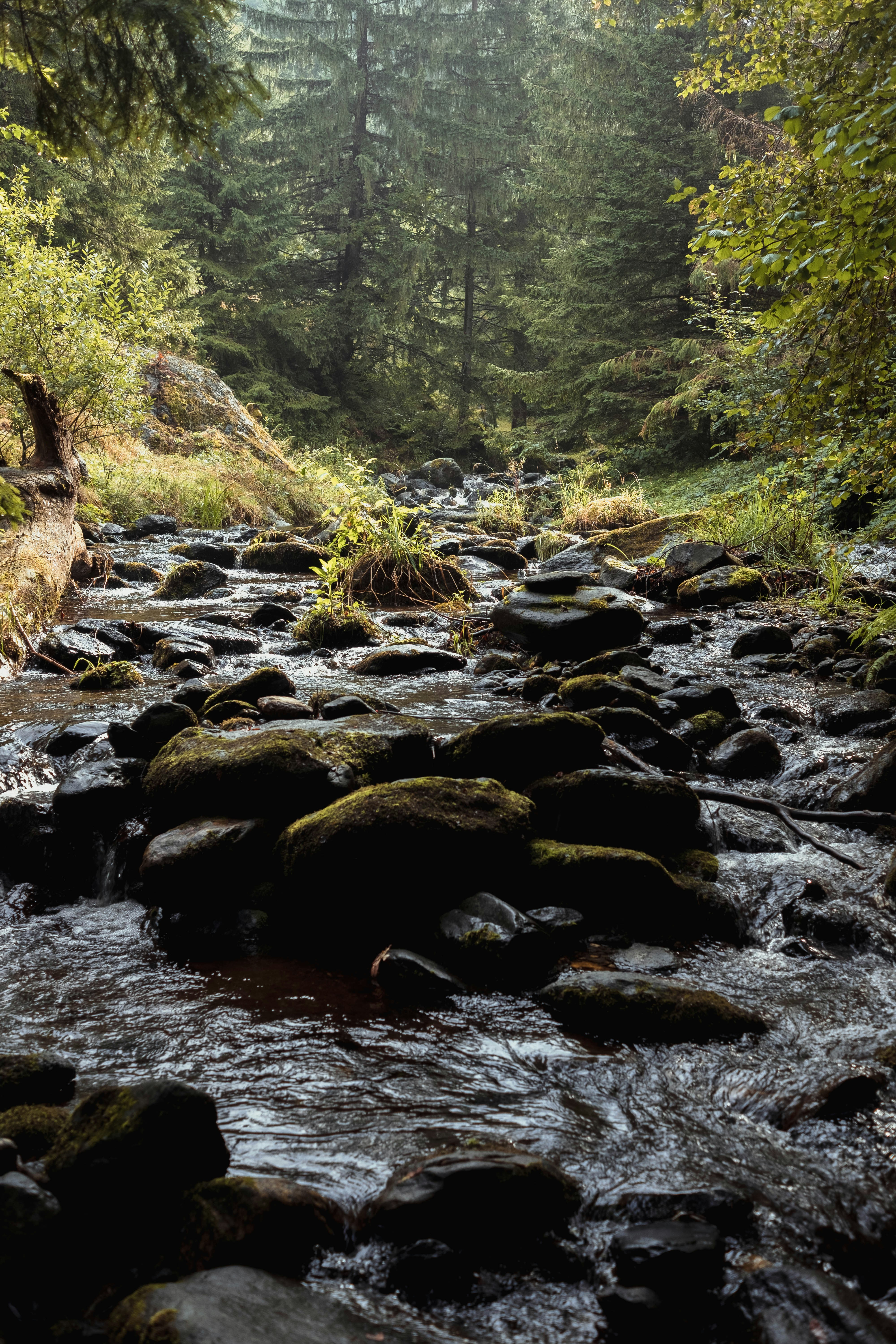 a stream in a forest