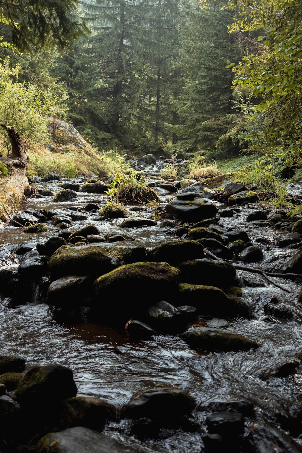 Un ruisseau dans une forêt