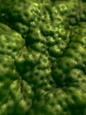 Close-up of a Minecraft character skin designed by g1g10 with lime green and turquoise colors.