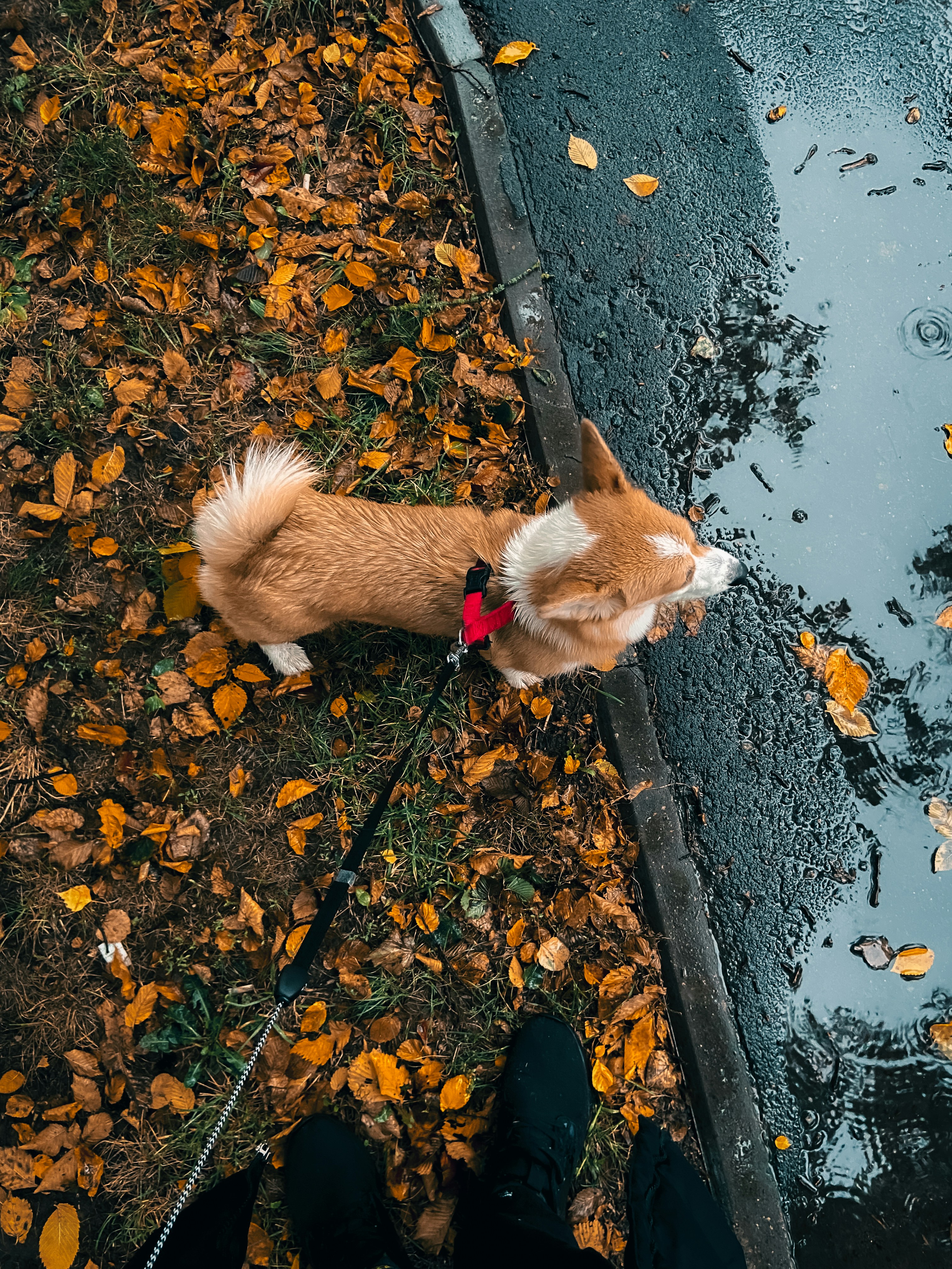 A cat sitting on a sidewalk photo – Free Dog Image on Unsplash