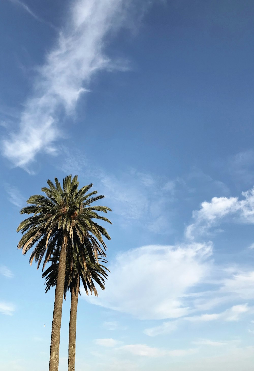 a palm tree under a blue sky