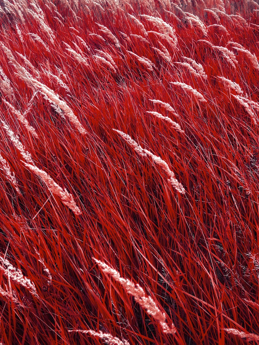 a close up of a red yarn