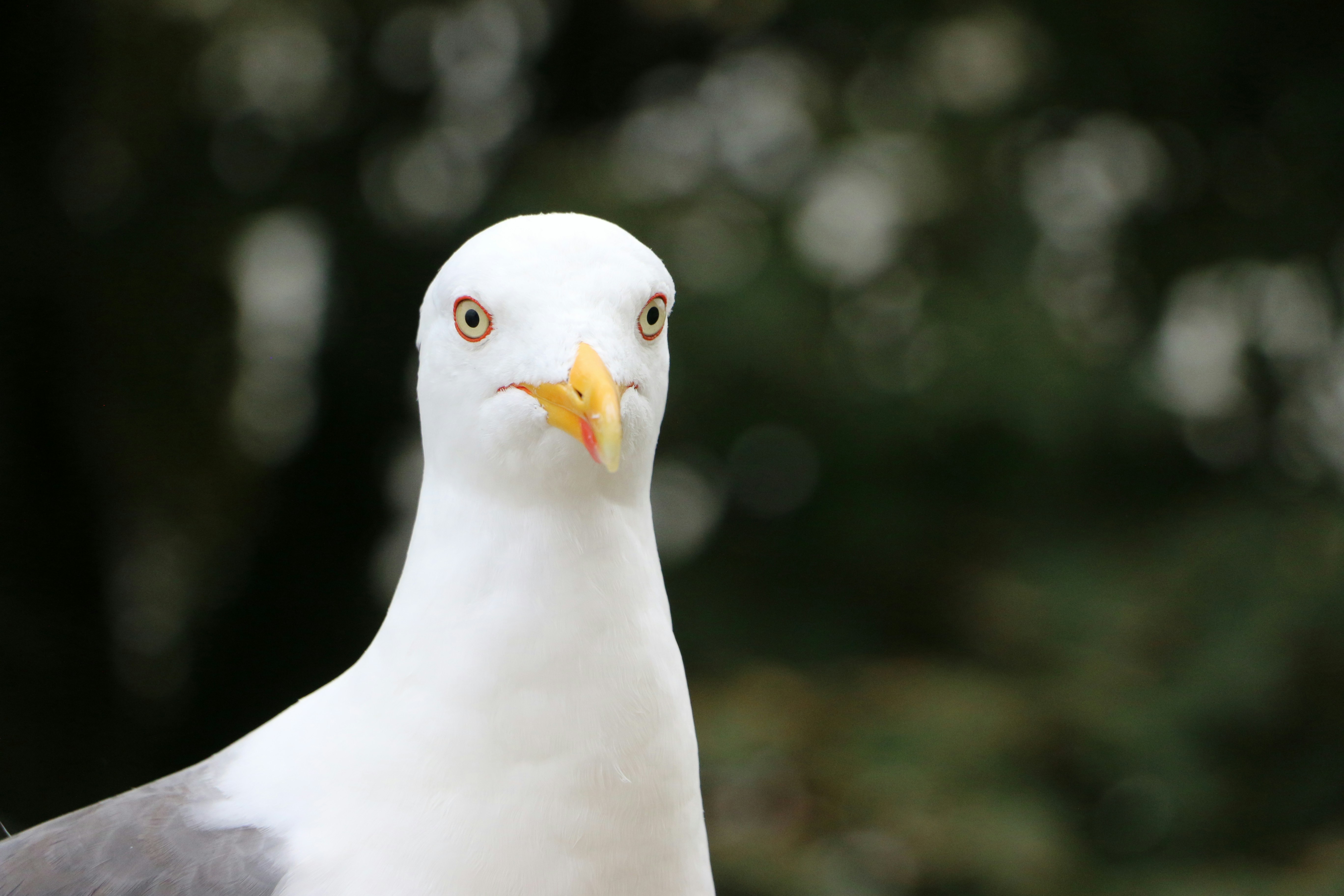 Photo by haim_charbit18