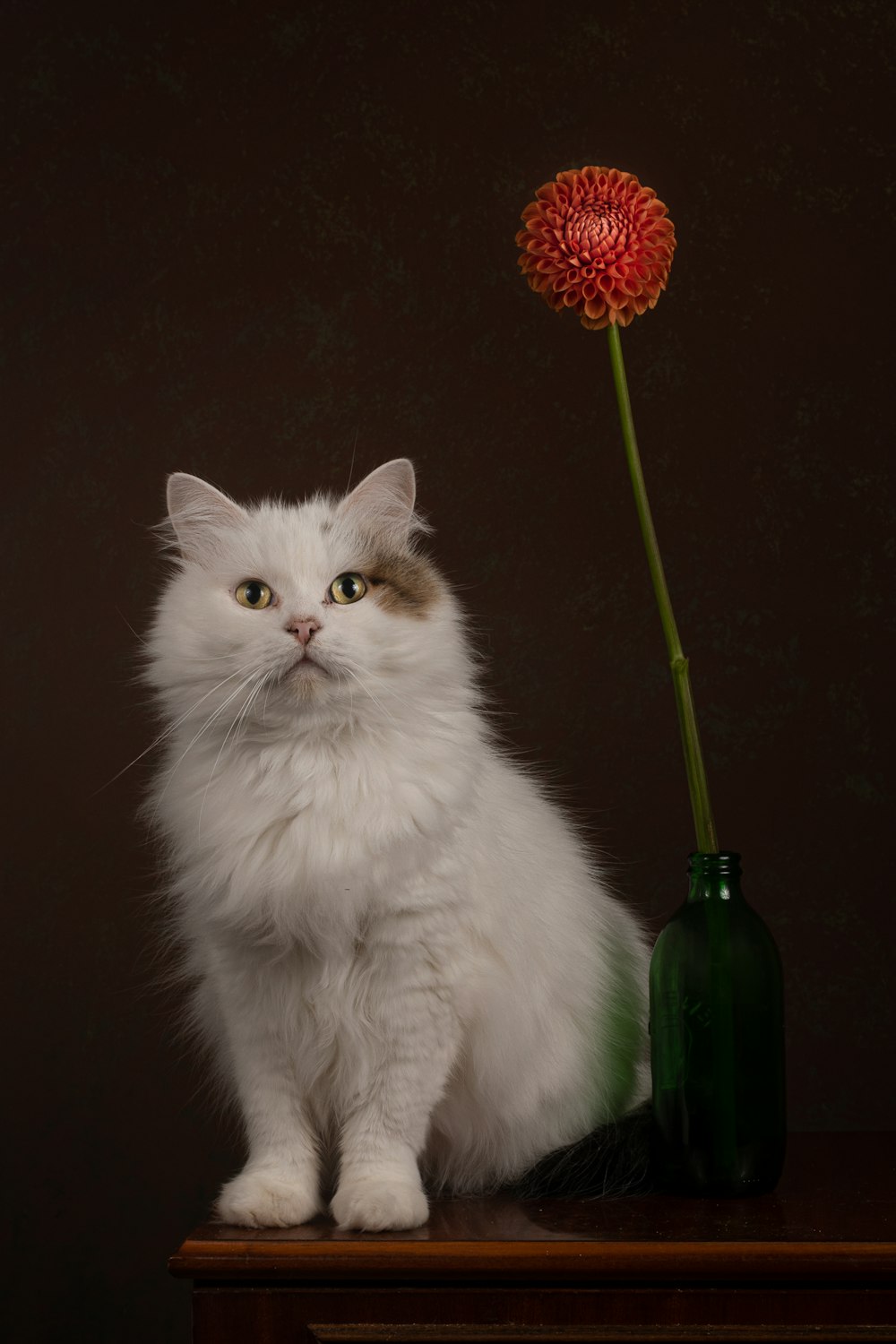 a cat sitting next to a flower