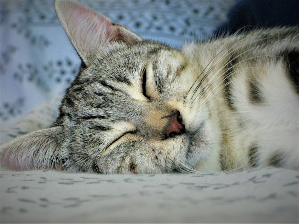 a cat sleeping on a blanket